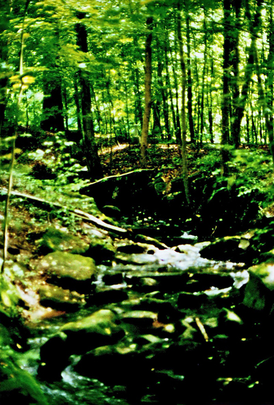 Wald